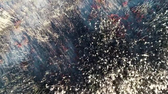 Cinematic aerial top view fast motion shot over reed grass field creating natural texture and flowing pattern for background use