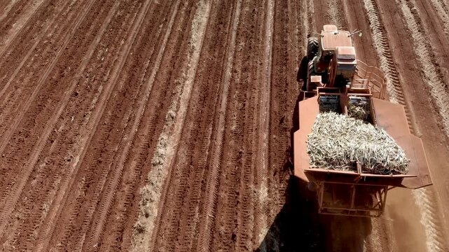 Aerial view of tractor harvesting sugarcane in vast rural field, modern agriculture, dynamic farming footage