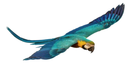 Fototapeten Papagei Vibrant blue green and yellow macaw parrot in mid-flight with outstretched wings, gracefully soaring isolated on transparent background for design elements  © Vetle