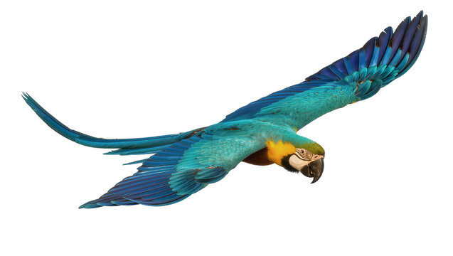 Vibrant blue green and yellow macaw parrot in mid-flight with outstretched wings, gracefully soaring isolated on transparent background for design elements