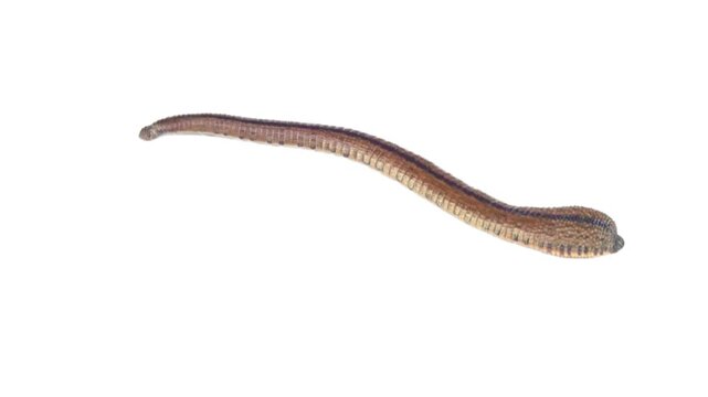 A medicinal leech crawls across a white background