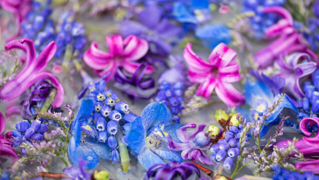 seamless background with vibrant spring garden flowers; hyacinth, muscari, vinca minor and larkspur