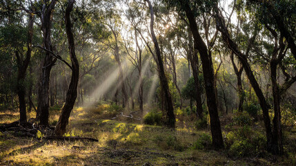 Fototapeta premium camphor. Sunlight filtering through a forest of camphor trees with visible light rays. travel magazines, destination branding, designed for travel destination branding, used by logistics managers. 