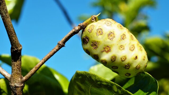 Authentic footage of ripe noni fruit growing on a tree with sunlight, perfect for agriculture, superfood, and healthy lifestyle documentary or commercial marketing projects