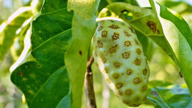 Authentic footage of fresh green noni fruit growing naturally in a tropical garden. Ideal for content related to organic farming, raw superfoods, and exotic botanical nature studies