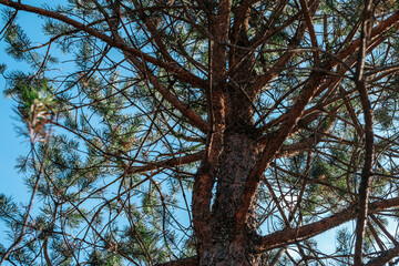 Fototapeta premium A tall pine tree with textured bark and spreading branches from a low angle against a clear blue sky. Sunlight filters through the needles, creating a natural forest atmosphere.