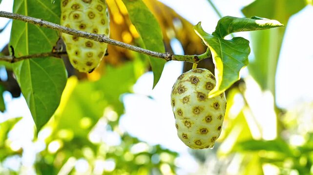 Fresh ripe noni fruit or Morinda citrifolia hanging on a tree branch with green leaves, suitable for natural herbal medicine and tropical botanical health content in high quality footage