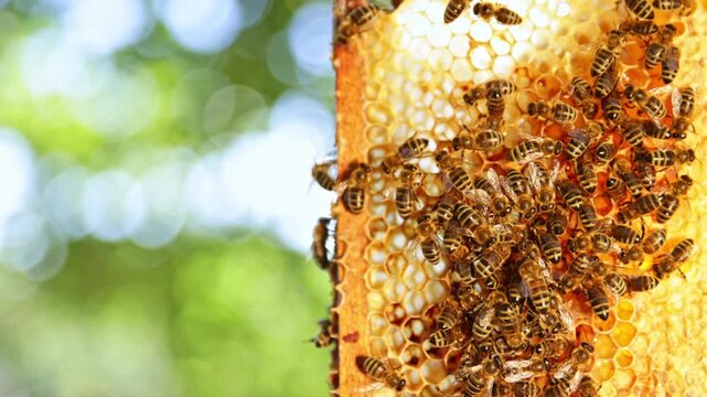 Bees Walking on Honeycomb and Carrying Honey. Macro shot of Domesticated Insect, Beekeeper and Farmers Life.