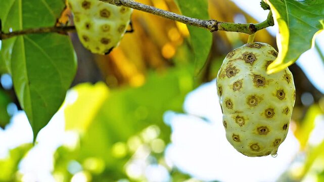 Close up of organic ripe noni fruit on a branch in a garden, highlighting the unique texture and skin pattern for pharmaceutical, wellness, and traditional Indonesian herbal drink themes