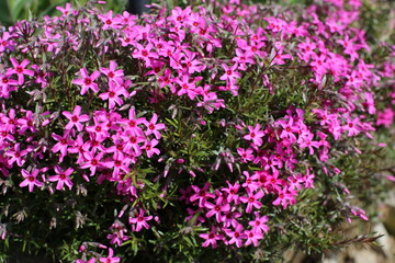 Obraz premium pink flowers in the garden