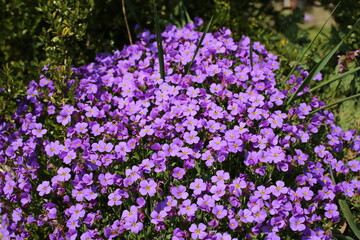 Obraz premium purple flowers in a garden