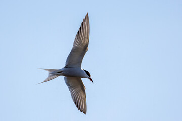 Obraz premium Flußseeschwalbe (Sterna hirundo)