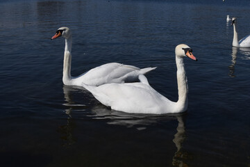 Fototapeta premium A pair of white mute swans in a lake