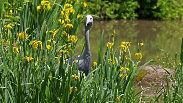 The Blue Crane, Grus paradisea, is an endangered bird specie endemic to Southern Africa. It is the national bird of South Africa