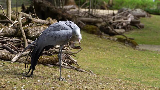 The Blue Crane, Grus paradisea, is an endangered bird specie endemic to Southern Africa. It is the national bird of South Africa