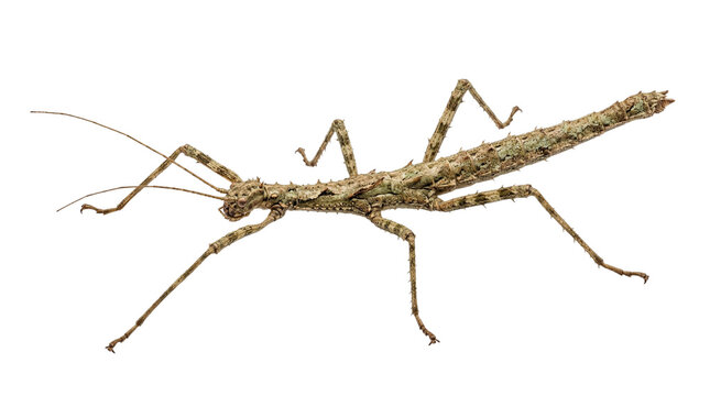 Isolated stick insect on transparent background, detailed view of camouflage insect with long antennae and legs