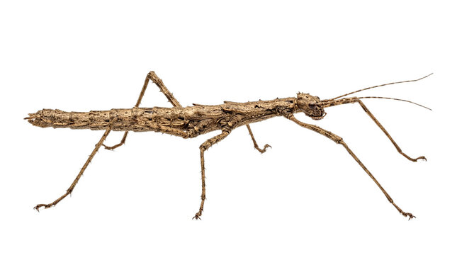 Isolated stick insect on transparent background, detailed view of brown twig-like body and legs, perfect for nature and wildlife photography