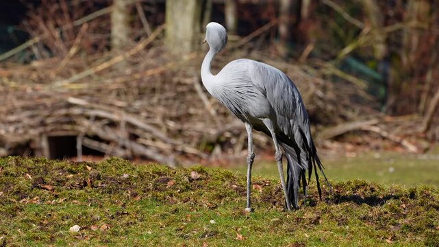 The Blue Crane, Grus paradisea, is an endangered bird specie endemic to Southern Africa. It is the national bird of South Africa