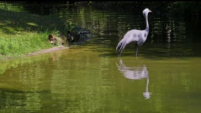 The Blue Crane, Grus paradisea, is an endangered bird specie endemic to Southern Africa. It is the national bird of South Africa