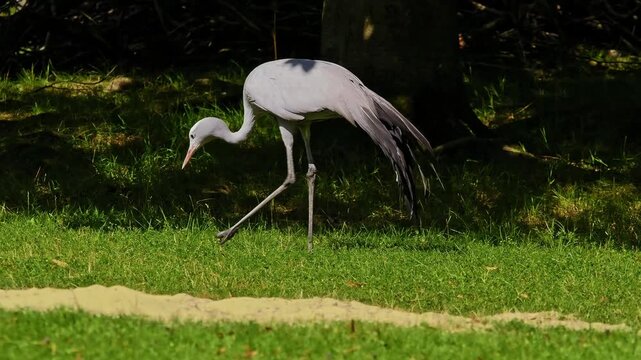 The Blue Crane, Grus paradisea, is an endangered bird specie endemic to Southern Africa. It is the national bird of South Africa