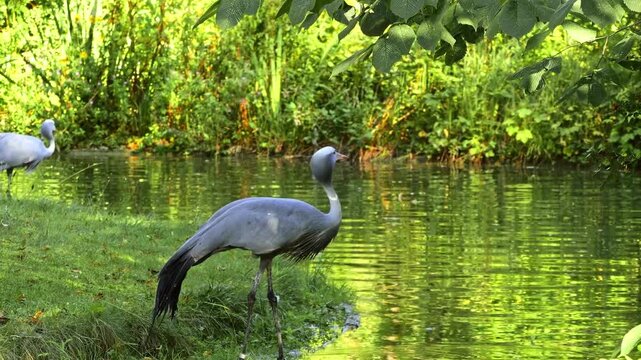 The Blue Crane, Grus paradisea, is an endangered bird specie endemic to Southern Africa. It is the national bird of South Africa