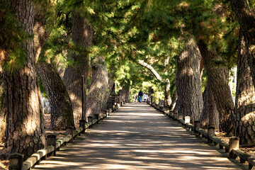 静岡県静岡市清水区の三保松原にある「神の道」の松並木と木でできた遊歩道