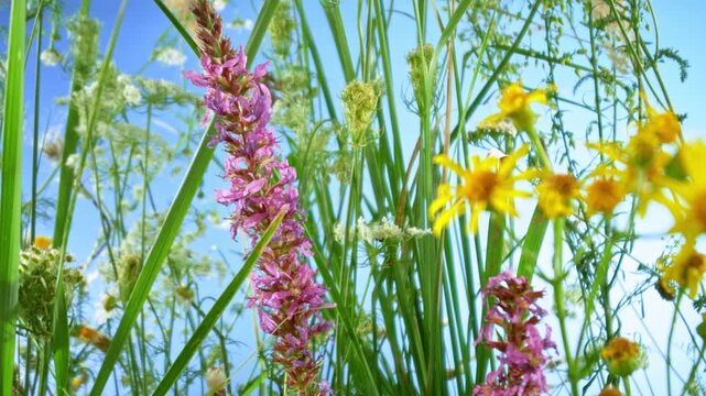 Slow motion footage of flowers on a meadow, camera moves among the flowers