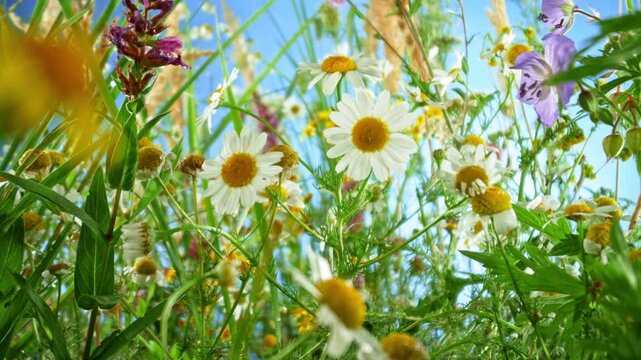 Slow motion footage of flowers on a meadow, camera moves among the flowers