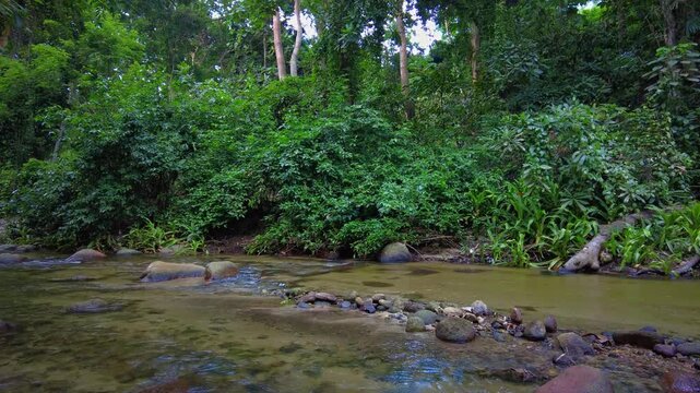 A serene view of the Choroni River, surrounded by lush greenery, offering peace and tranquility in Aragua State, Venezuela