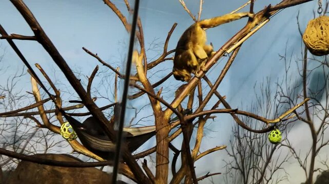 Monkey Climbs Tree in Zoo