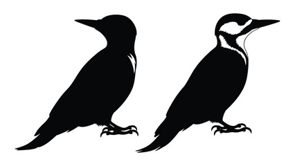 Obraz premium Two woodpeckers in profile one dark and one with contrasting markings