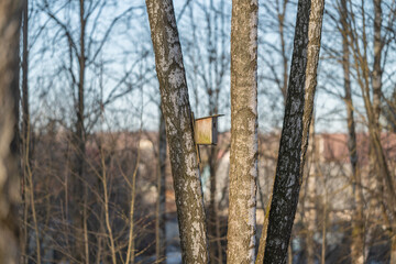 Fototapeta premium Quiet woodland with tiny birdhouse. Calm natural landscape featuring small nesting shelter. Idyllic forest scene in winter highlighting petite bird dwelling among trees