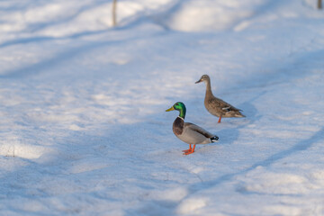 Seasonal bird courtship captured on snowy landscape bright green head. Drake and hen engaging in courtship rituals amid winter snow with vivid green head feathers © beholdereye