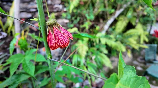 Delicate dolly-out video of a red-veined Abutilon flower, capturing the intricate details of its petals and the lush greenery of a peaceful outdoor sanctuary