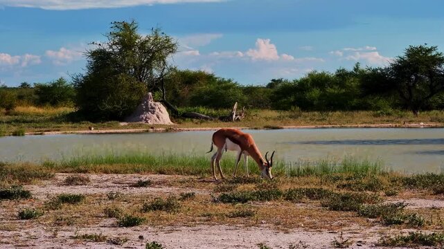 A wild springbok grazing at the edge of a large watering hole in Namibia.