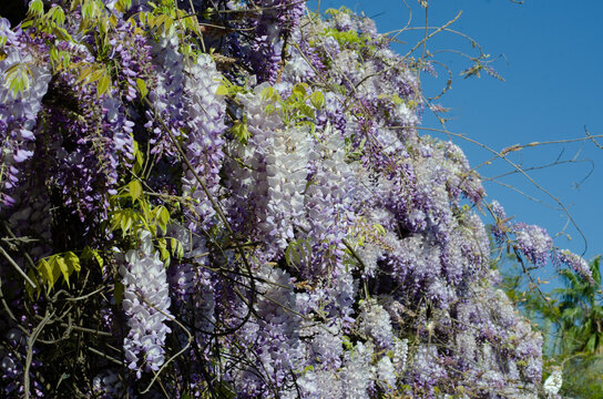petalos , flores , parque , naturaleza , primavera , morado 