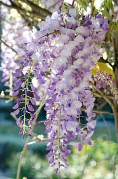 petalos , flores , parque , naturaleza , primavera , morado 