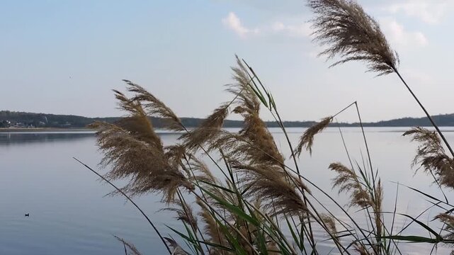common reed grass, scientifically known as Phragmites Australis, growing along the bank of a body of water