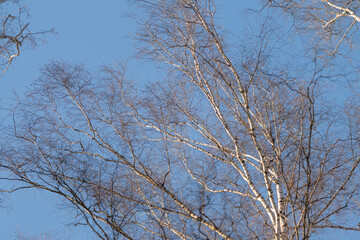 Obraz premium Spring sunlight illuminates thin birch trees and catkins. Elegant portrayal of slender birch trees adorned with tiny buds and soft catkins against bright blue sky