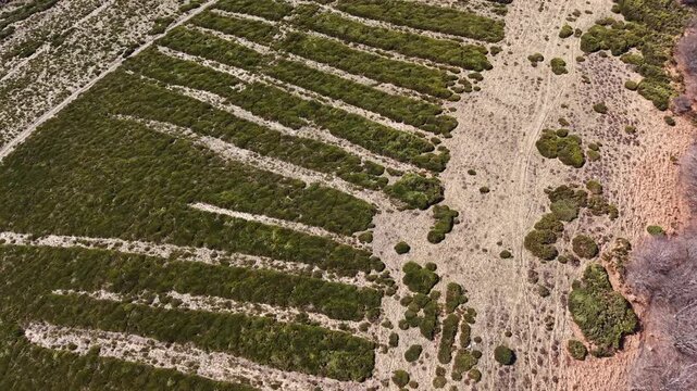 Drone captures detailed pattern of parallel planting rows and soil gaps in Montpezat-sous-Bauzon, Ard&egrave;che, France