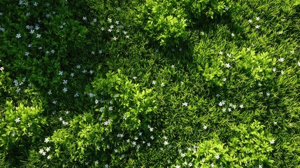 Fototapeta premium A top view of lush green grass with daisies growing in the corner, creating an enchanting and inviting background for design projects