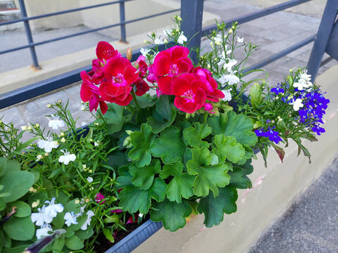 Flowers red Geranium, white and blue Lobelia in a hanging box. Flowers in a balcony box on a mobile phone