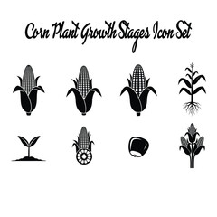 Corn plant growth stages icon set in black and white background