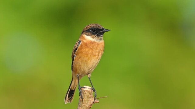 Siberian Stonechat Bird Perched on a Wooden Stick, Male Saxicola Maurus with Orange Breast Sitting in Nature, Wild Songbird in Green Meadow, Close-up Wildlife Footage