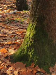 pień drzewa porośnięty mchem © matesiak