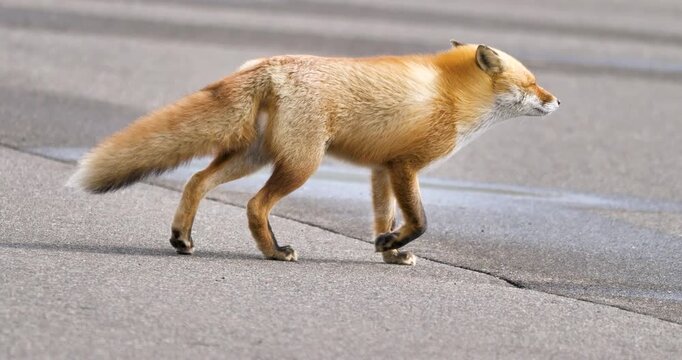 ezo red fox walking on a pathway in the park