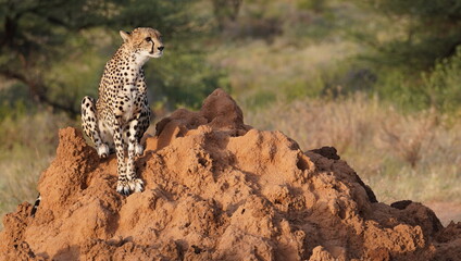 Cheetah Sitting on a Termite Mound Looking Out Over the African Savannah  © naturespy