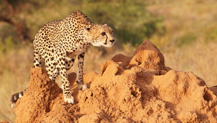 Alert Cheetah Descending a Termite Mound While Scouting for Prey  © naturespy