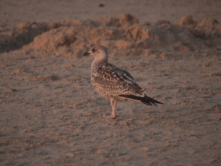 ptak na piasku © matesiak