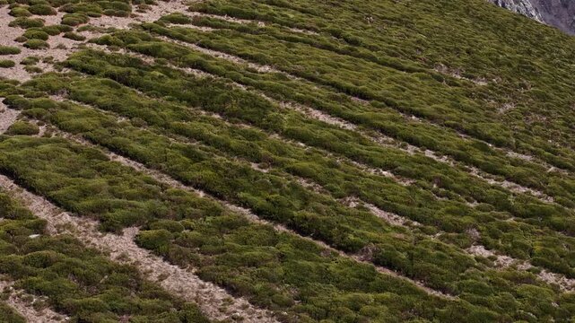 Drone shows detailed arrangement of shrub rows with visible soil gaps forming patterns in Montpezat-sous-Bauzon, Ard&egrave;che, France